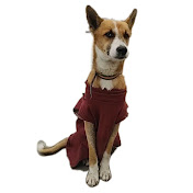 Street Dog Pluto