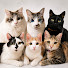 OZXmtUvFlp4-channel-avatar-おかしなねこたち