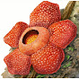 Rafflesia Nature