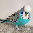 @mavisvlogthebudgie