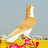 Pigeon Masti