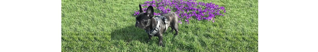 George The Frenchie YouTube channel avatar