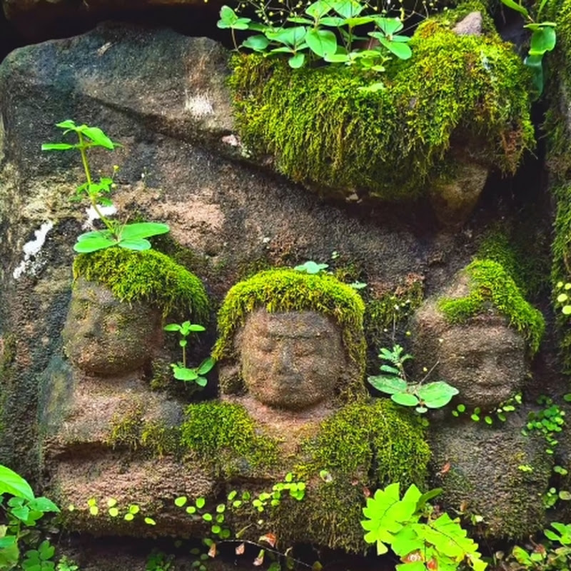  Daily Plant Garden