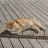 @catsfan95