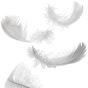 Dreams&Feathers logo