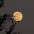 eCOPjJs1Wg0-channel-avatar-Melody Moon