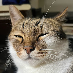 Mioo Wuアイコン画像