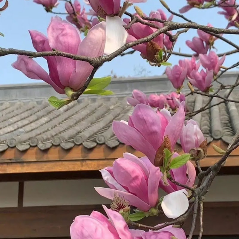 HologramHippopotamus109