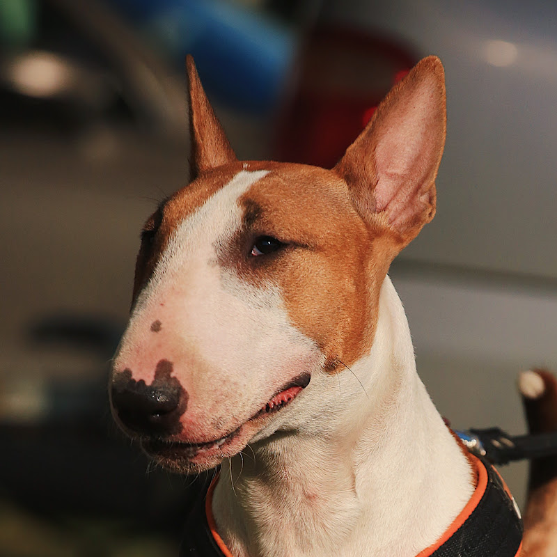 ПитСтаффБуль