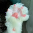 복실한토끼발