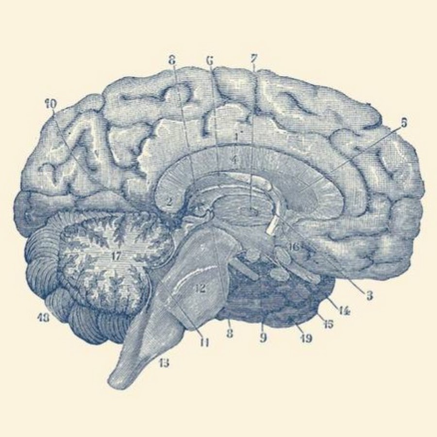 Мозг Эстетика анатомия