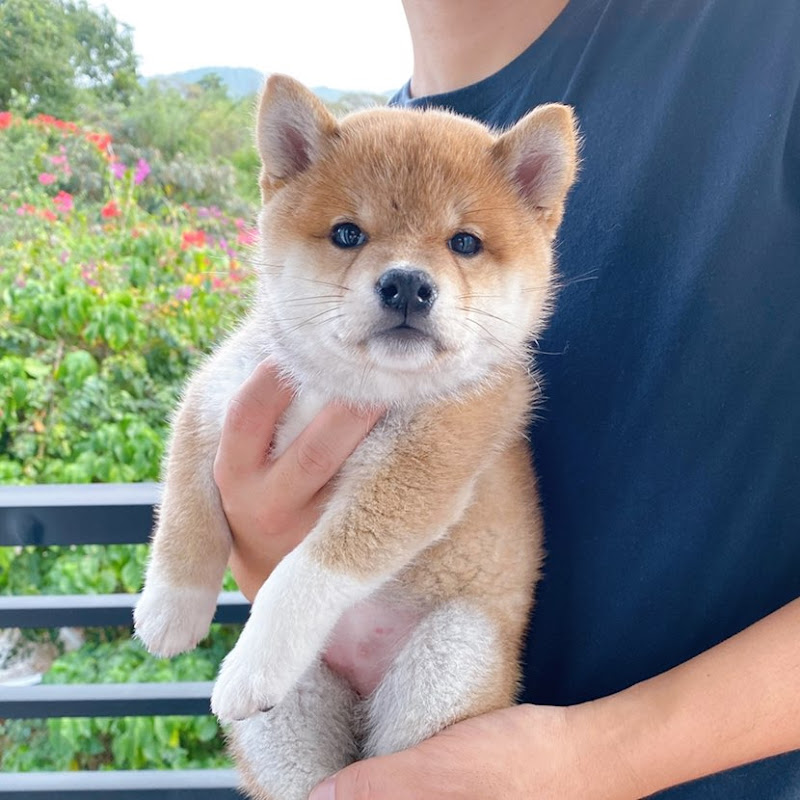 柴犬春卷的英國日常 Shiba Harumaki in UK Logo