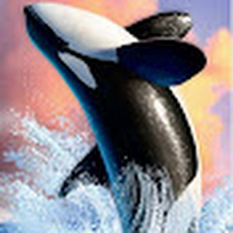 sailingorca
