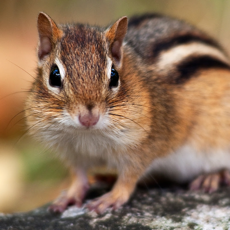 Mr. Chipmunk