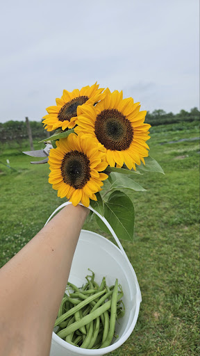 ☆海外マステ☆  sonia  さん  Rose  ＆ sunflower ☆海外マステ☆ sonia さん Rose ＆ sunflower 【公式通販】