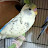 Love parrot 064