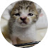 n42SlG9gfWA-channel-avatar-スマホサイズの保護ねこ