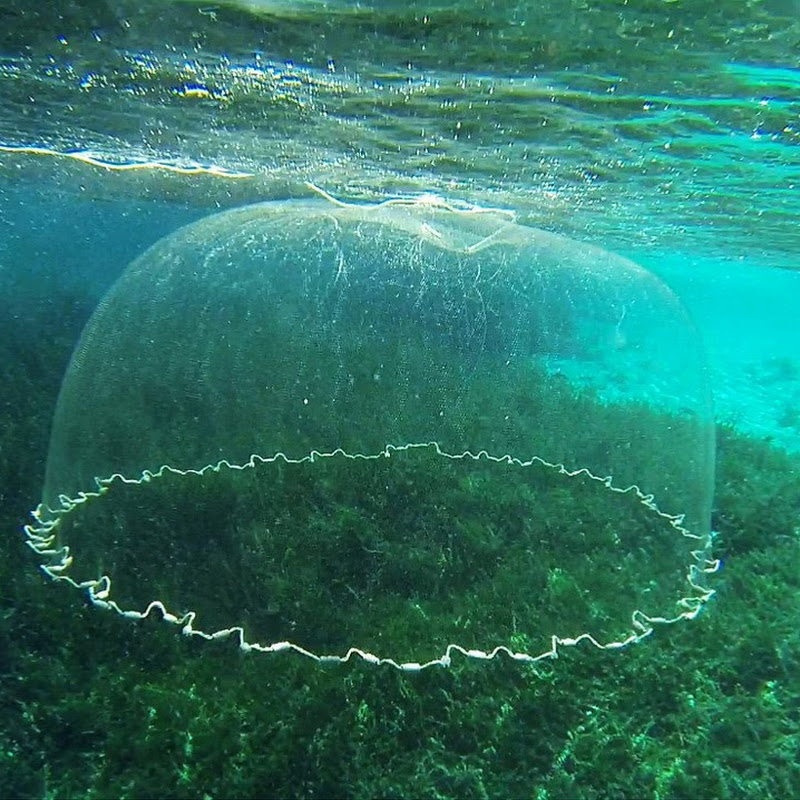 Cast Net Channel