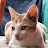 @RayanmollaRayanmolla's avatar