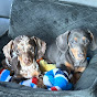 Bandit & Rocky the Dachshunds