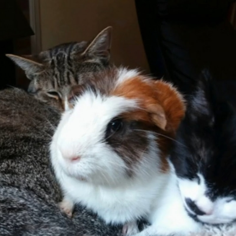 Front Paw Productions