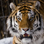 Tiger TeamWork Image Thumbnail