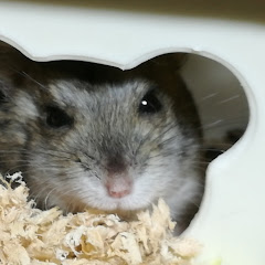 ハムスター観察channel