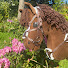 syNzvBrIfQY-channel-avatar-Katie Hobbyhorsing