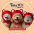 QUivO_dXSpk-channel-avatar-Tiny Wild Hearts