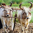 8xvYN2mHRDg-channel-avatar-Village life with hridoY