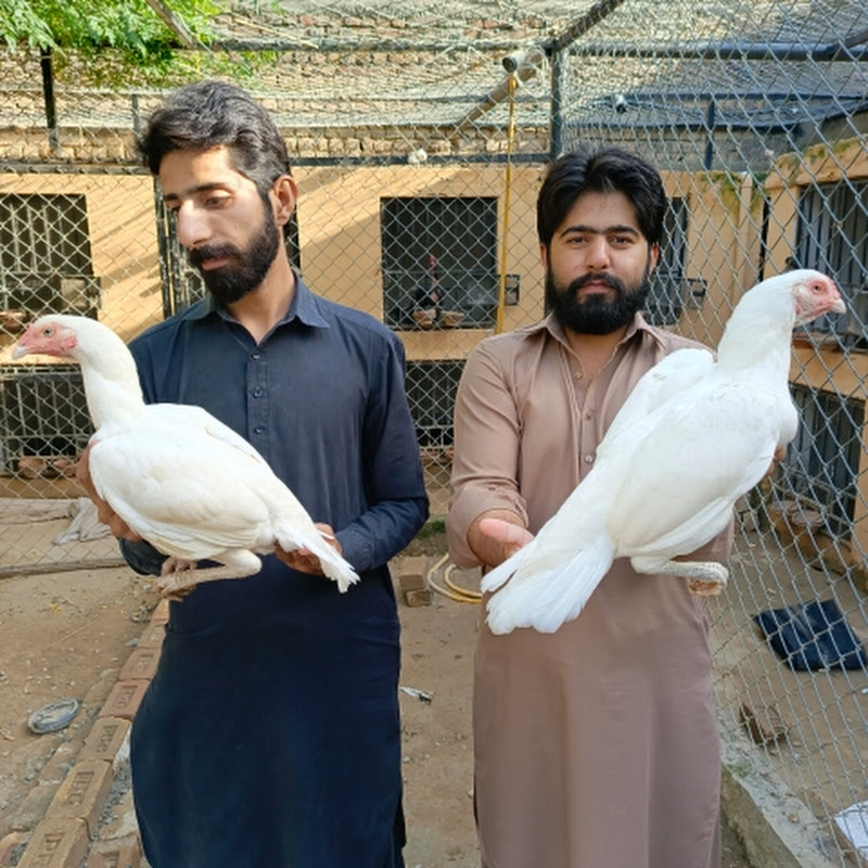 Ahmad Aseel Farm Vlogs 