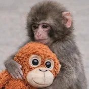 Japan Animal Moments