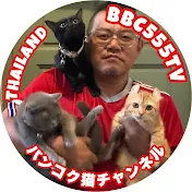 Bangkok Black Cat TV／タイの保護猫を見守るチャンネル【BBC555TV】