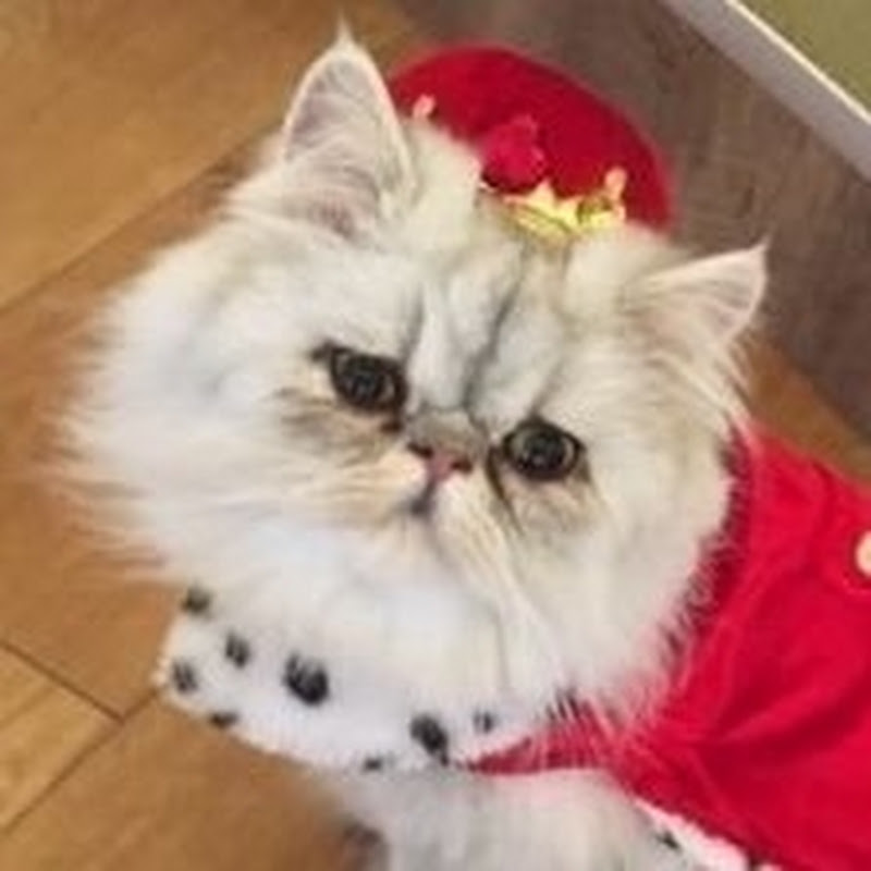 RB | 猫｜Japan YouTube Trend