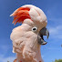 _U_NpZdivAA-channel-avatar-Barney The West Coast Cockatoo