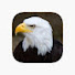 hp3dpiSDYQk-channel-avatar-White Eagle