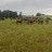 Neely Farms Regenerative Land & Cattle