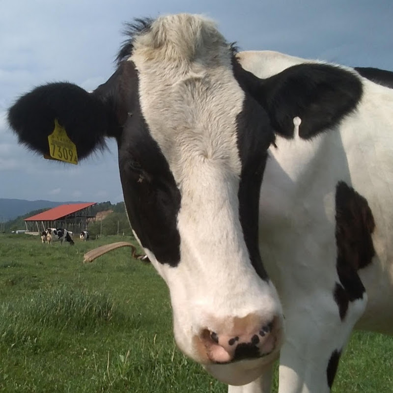 もっと北の国から　高橋牧場の日々