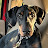 @youseethesedogsinyourfront9540 Avatar