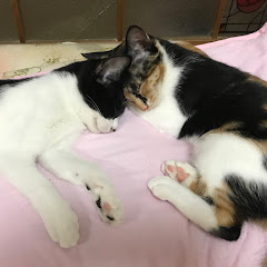 12 Cat’s Life / 12匹の猫の日常アイコン画像