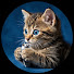 SVRtpyV5guo-channel-avatar-Cat Kurma Felune