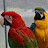 Freja & Svea Macaw