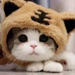Funny Animal Screening Room 001