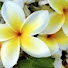 S6pli_wfgTQ-channel-avatar-ALOHA.P