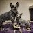 Amazing Loki & Hel - australian cattle dogs