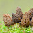 Morel Mushrooms Store