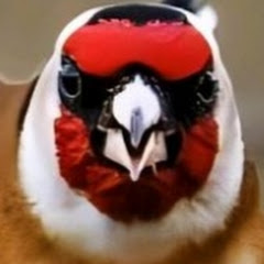 🌿King of songbirds🌿