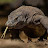 Komodo Dragon