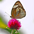 k8QRcNxYyjA-channel-avatar-Gardening Upbeat