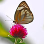 Miniature